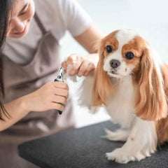 Tagliaunghie per Cani e Gatti in Acciaio Inox con Protezione – Uso Domestico e Veterinario